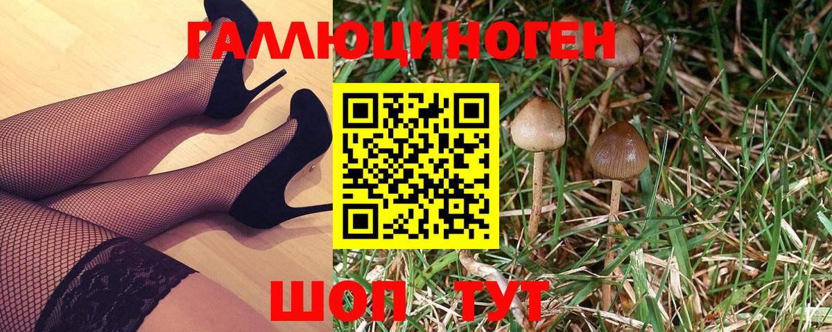 Псилоцибиновые грибы Psilocybe Видное